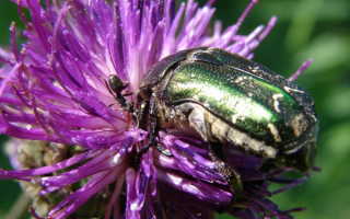 Жук на цветке