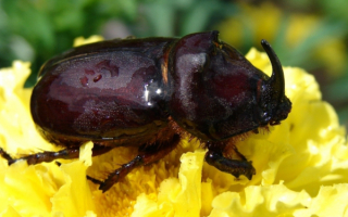 Жук носорог на цветах