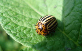 Жук колорадский