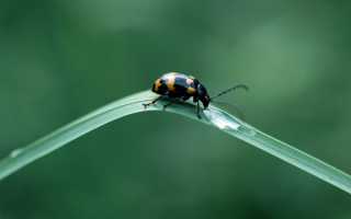 Жук листоед на травинке