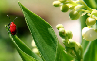 Жук на ландышах