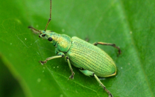 Жук долгоносик зеленый