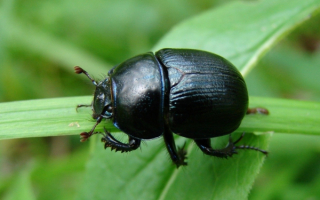 Жук листоед черный