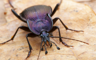 Жужелица кавказская