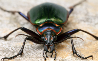 Жужелица ребристая