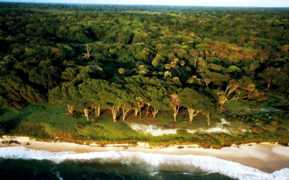 Вечнозеленый лес Африки