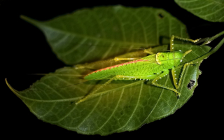 Зеленый кузнечик