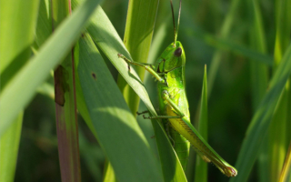 В траве сидит кузнечик
