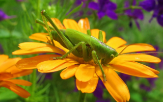 Зеленый кузнечик на цветке