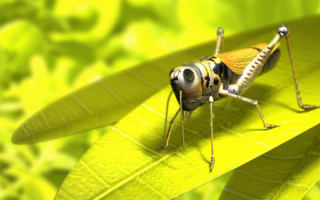 Кузнечик на листе