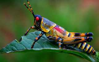 Красивый кузнечик