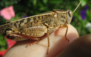 Серый кузнечик