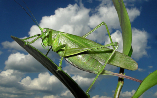 Длиннохвостый зеленый кузнечик