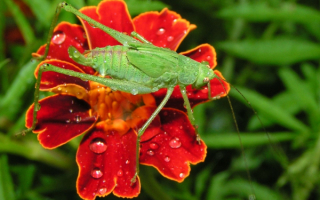 Кузнечик после дождя