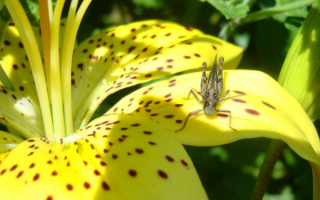 Серый кузнечик на желтой лилии