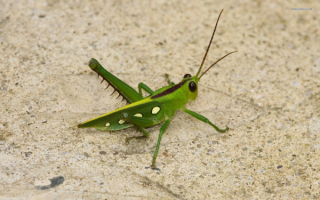 Зеленый кузнечик на песке