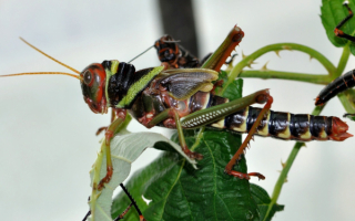 Кузнечики едят листья