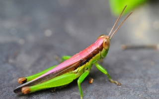 Прямокрылый кузнечик