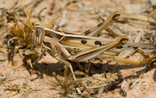 Большой серый кузнечик