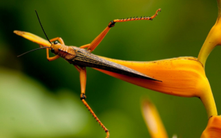 Кузнечик отдыхает