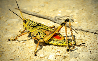 Желтый кузнечик
