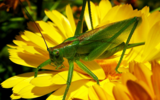 Зеленый кузнечик на желтом цветке