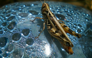 Серый кузнечик