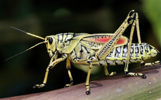 Крупный кузнечик
