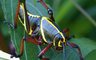 Тропический кузнечик