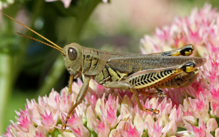 Серый кузнечик на цветах
