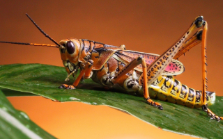 Кузнечик на зеленом листочке