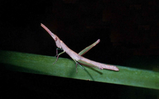 Маленький кузнечик