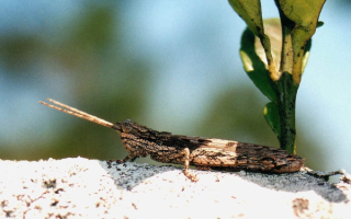 Серый кузнечик на земле