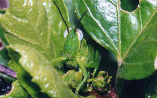 Зеленая маскировка кузнечика