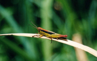Кузнечик греется на солнышке