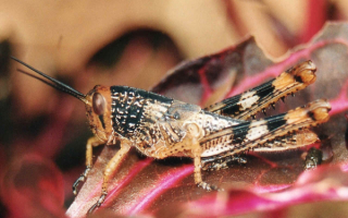 Кузнечик на листьях