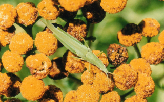 Зеленый кузнечик на желтых цветах