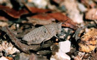 Кузнечик на опавших листьях