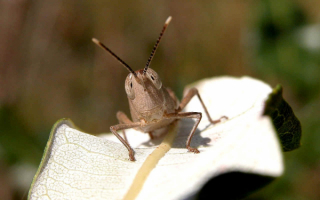 Кузнечик позирует