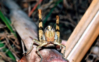 Кузнечик прыгун