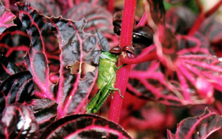 Зеленый кузнечик на красных листьях