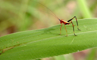 Красный кузнечик