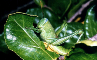 Зеленый кузнечик обедает