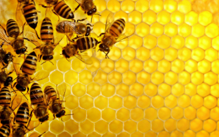Пчелы на сотах с медом
