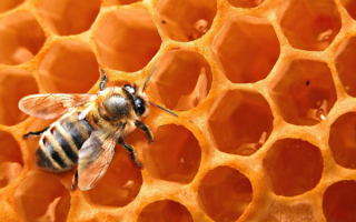 Пчела и соты с медом