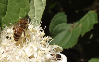 Пчела на белых цветах