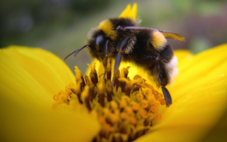 Труженица пчела