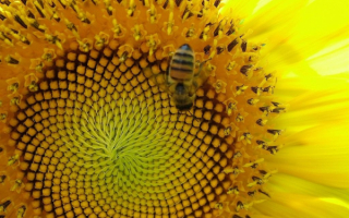 Пчела на цветущем подсолнухе