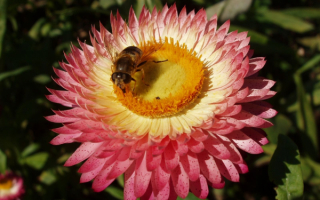 Пчела на цветке