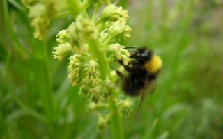 Пчела собирает сладкий нектар
